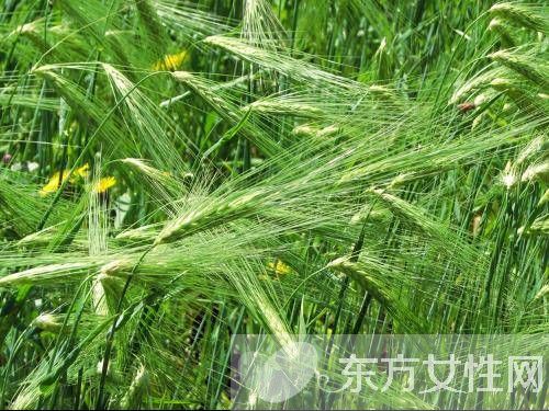 青稞是什么 青稞的功效与作用