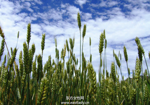 青稞是什么 青稞的功效与作用