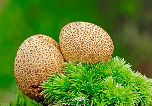 马勃菌的功效与作用以及食用注意事项