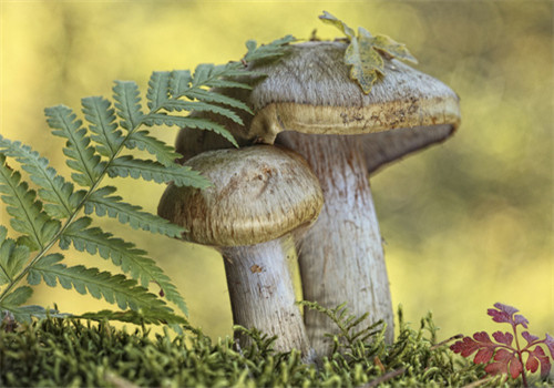 吃什么东西可以养胃 这些养胃小妙招千万别错过