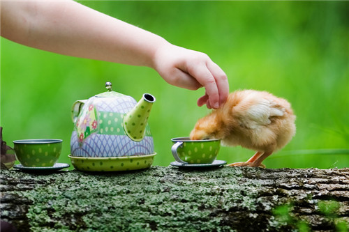 如何正确饮茶 揭喝茶的好处和坏处