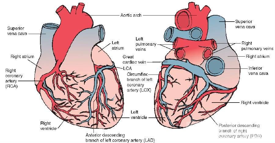 心肌缺血症状有哪些 注意休息和饮食最重要