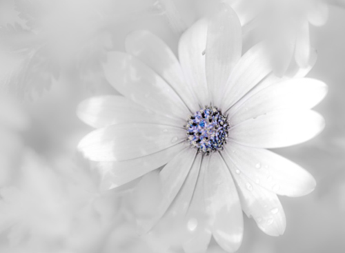 卵巢保养秘方有哪些 内外调养是关键