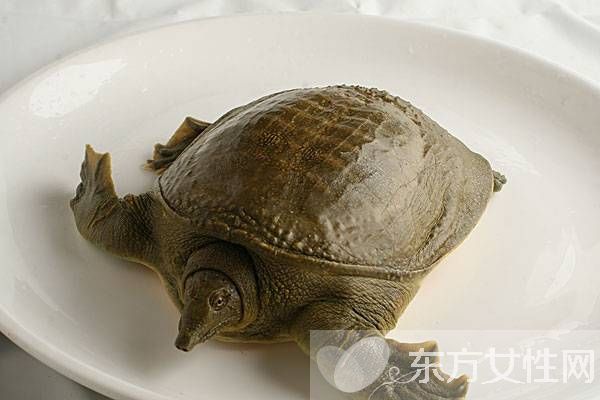 甲鱼的营养价值以及甲鱼汤的做法