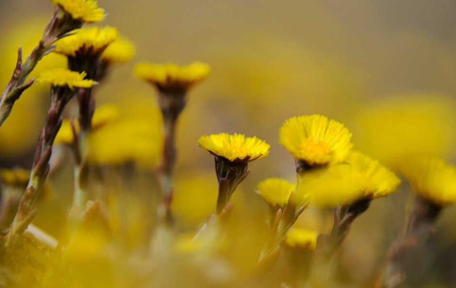 款冬花的功效与作用 它的最佳食疗方法