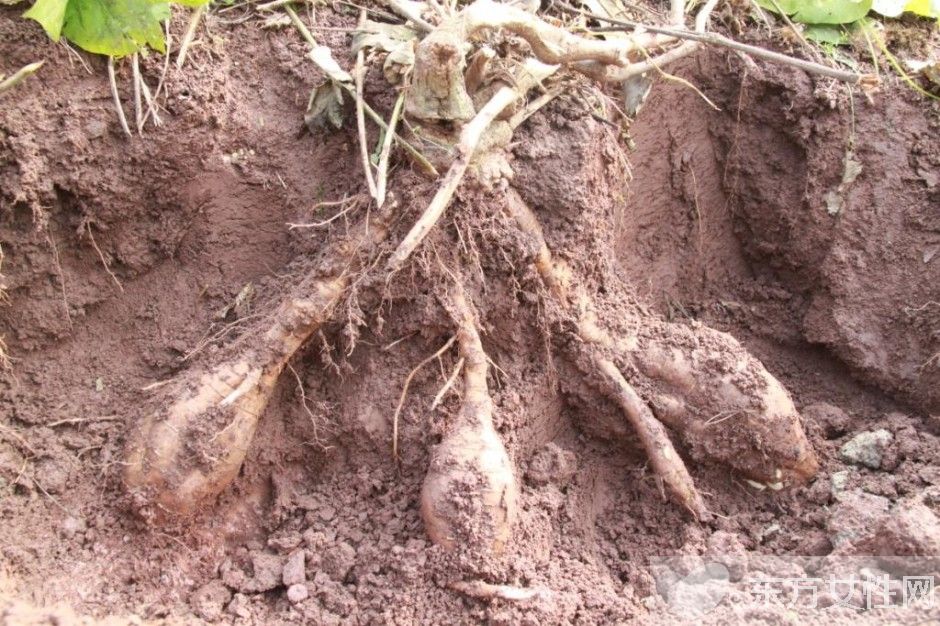 葛根的作用与功效有哪些 对女性的四大保健作用