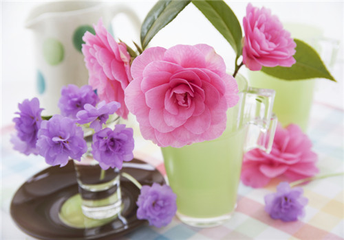 茶花粉的功效与作用有哪些 真的能养颜吗