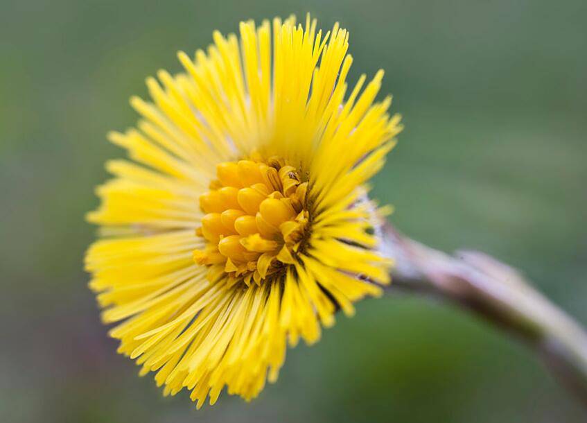 款冬花的功效与作用 它的最佳食疗方法