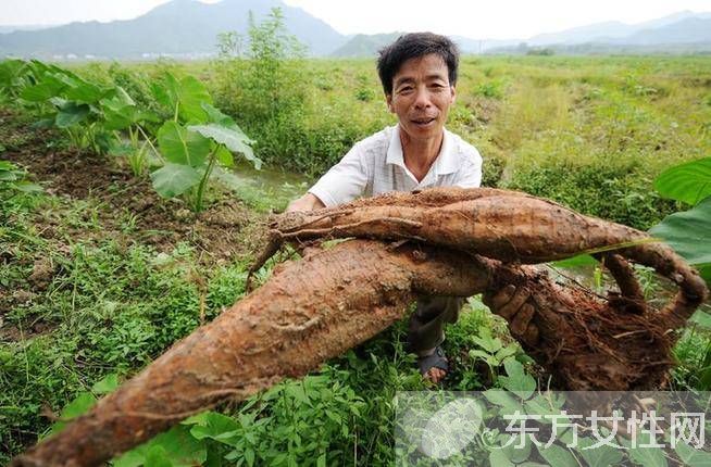 葛根的作用与功效有哪些 对女性的四大保健作用