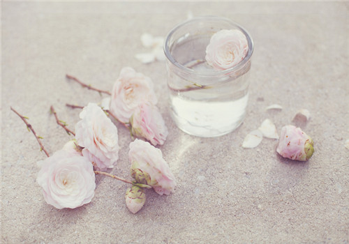 茶花粉的功效与作用有哪些 真的能养颜吗