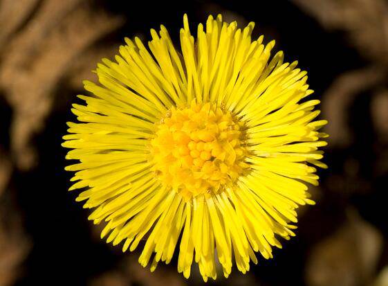 款冬花的功效与作用 它的最佳食疗方法