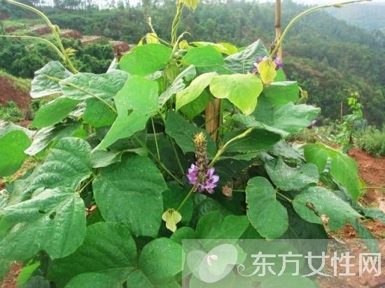 葛根的作用与功效有哪些 对女性的四大保健作用