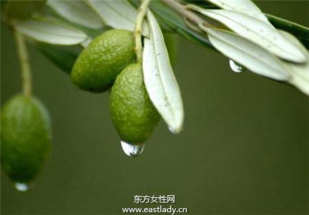 青橄榄的功效与作用以及食用禁忌