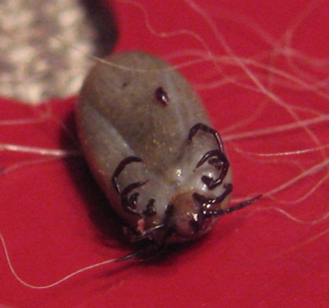 蜱虫是什么 夏季千万要小心这种夺命虫上身