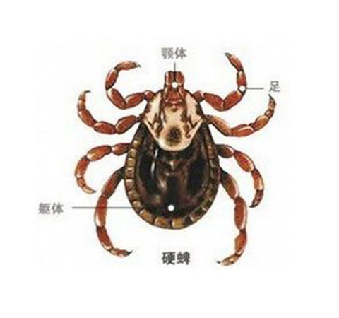 蜱虫是什么 夏季千万要小心这种夺命虫上身