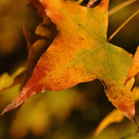 秋季疾病预防6个小常识 一定要谨记