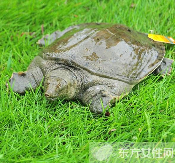 甲鱼的营养价值以及甲鱼汤的做法