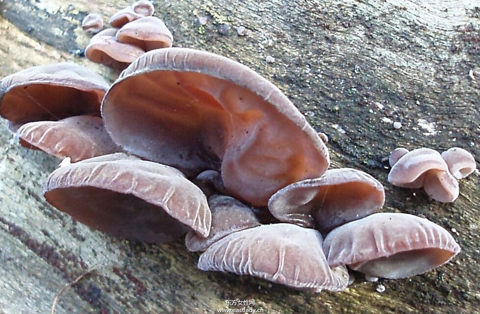 中度脂肪肝的治疗方法 饮食调理有妙招