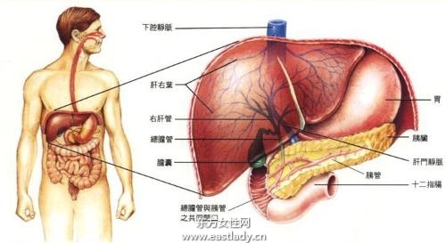 肝功能检查项目前应当注意的七大事项