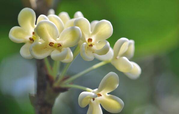 养生桂花茶的做法 桂花茶的功效与作用