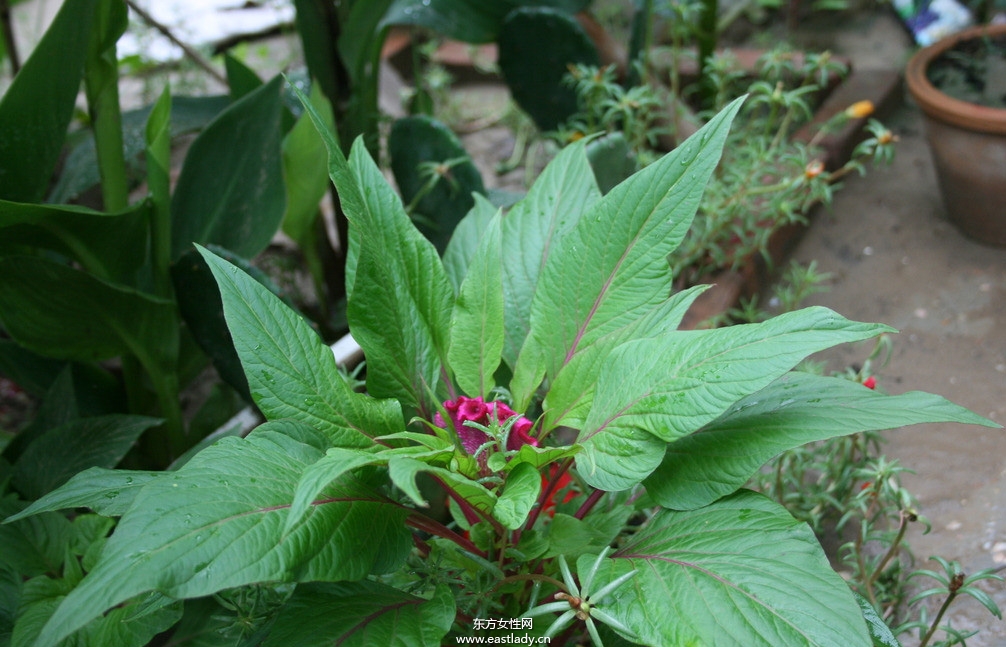 鸡冠花的功效与作用 揭密鸡冠花的药用价值