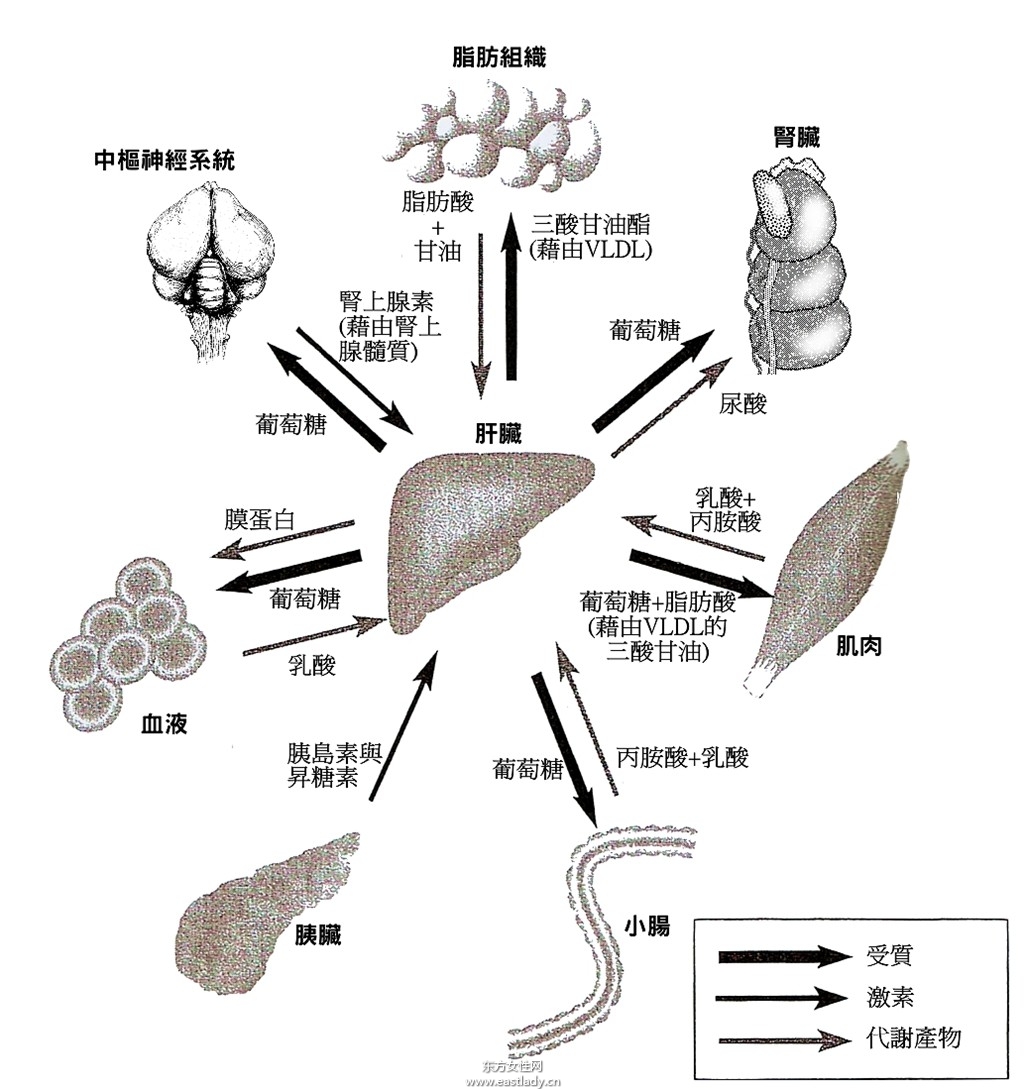 肝功能检查项目前应当注意的七大事项