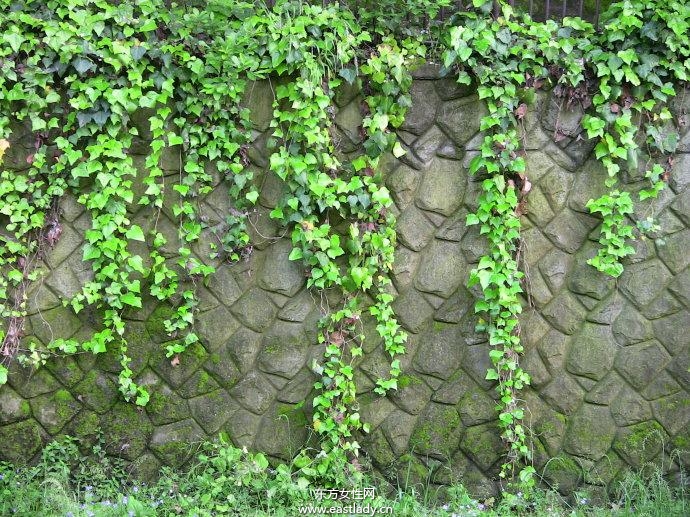 6款适合室内养的植物 让你生机勃勃招财又进宝