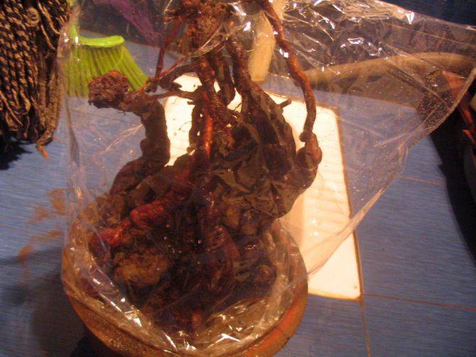 何首乌的功效及作用 何首乌怎么吃最好