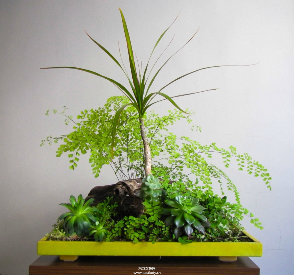 6款适合室内养的植物 让你生机勃勃招财又进宝