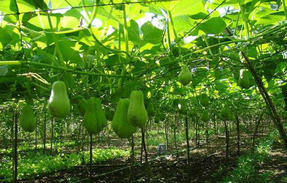 佛手瓜怎么吃最营养 揭佛手瓜的功效
