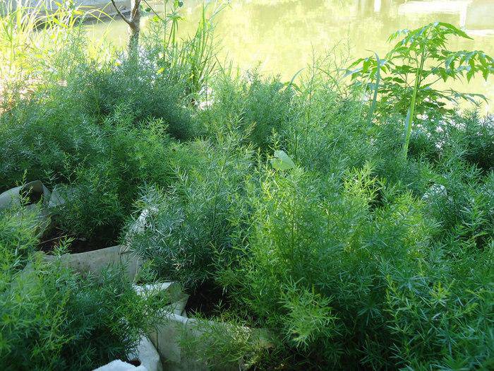 天门冬的功效与作用 药用价值有多高