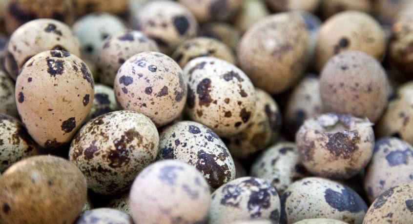 鹌鹑蛋的4大营养价值 居然不比鸡蛋高