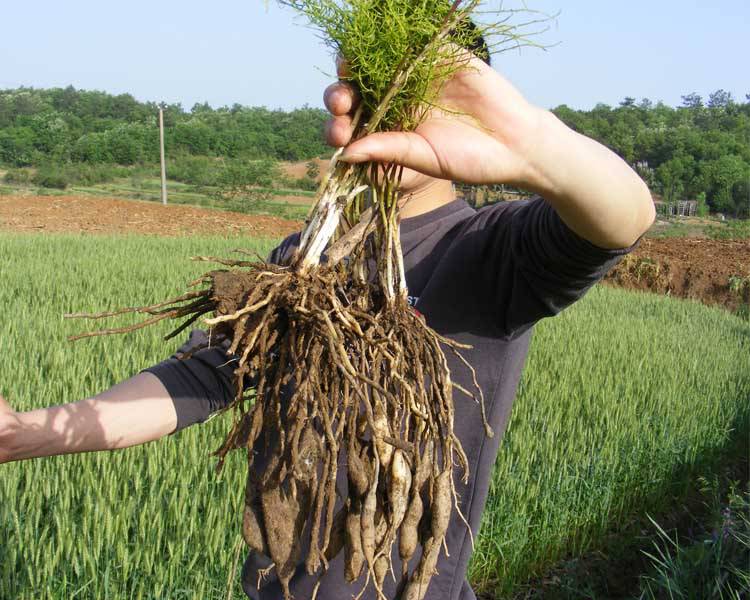 天门冬的功效与作用 药用价值有多高