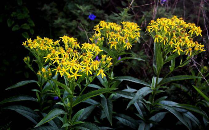 千里光是什么 千里光的功效与作用有哪些