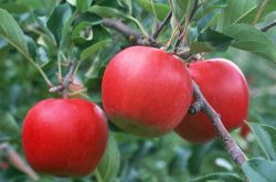 一天当中什么时候吃苹果是最好的