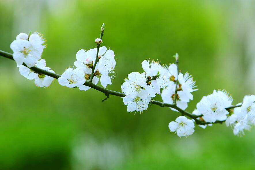 春季养生食谱推荐 5款食疗任你选