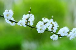 春季养生食谱推荐 5款食疗任你选