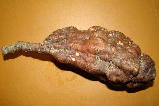 何首乌的功效及作用 何首乌怎么吃最好