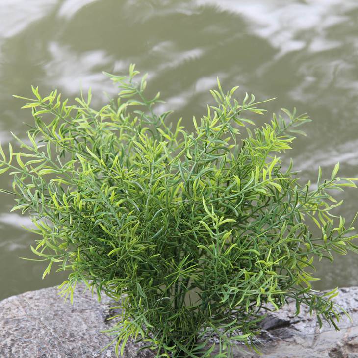 天门冬的功效与作用 药用价值有多高