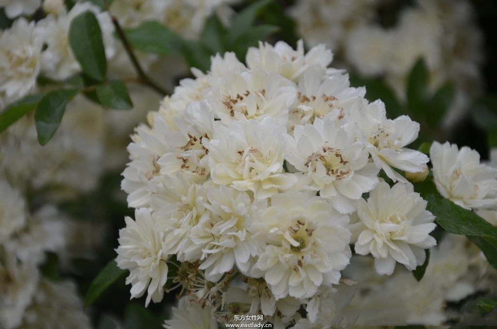 木香有何作用与功效 原来木香还有这作用