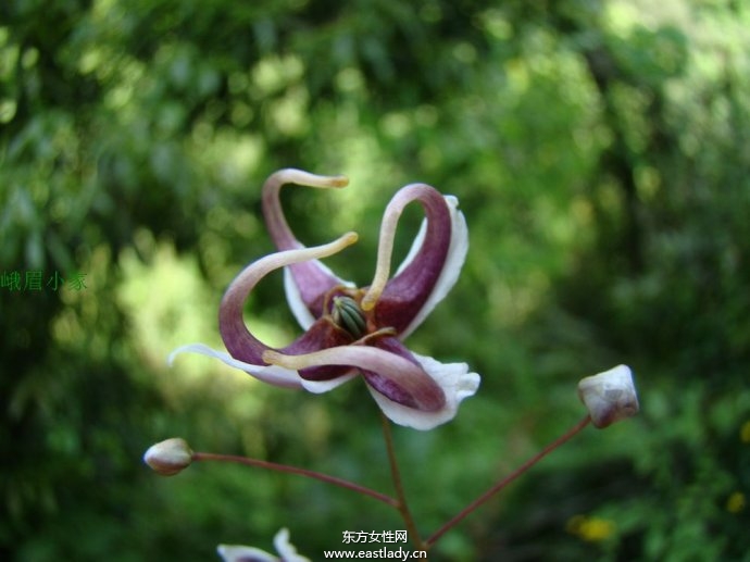 淫羊藿的功效与作用及食用方法大全