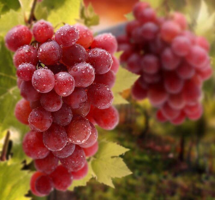 气血不足吃什么食物好 12个症状需警惕