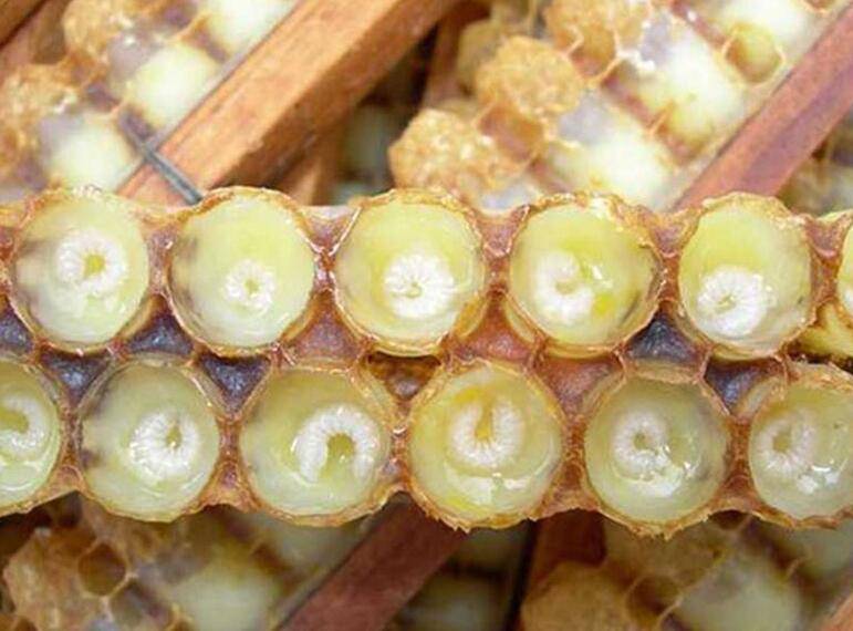 日常饮食养生之蜂皇浆的作用与功效