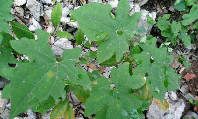 股骨头坏死四大常见症状 9款食疗助康复