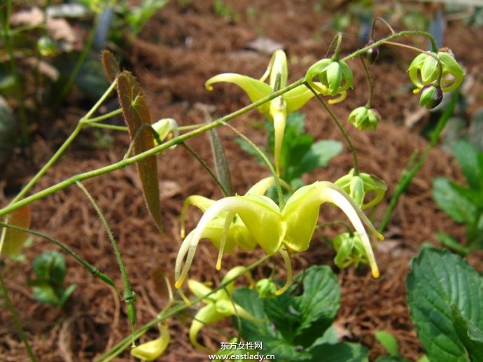 淫羊藿的功效与作用及食用方法大全