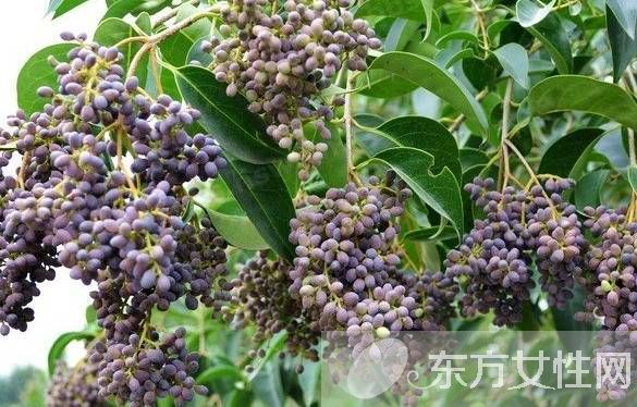 高血脂的治疗与饮食 最见效的食疗方法推荐