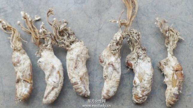 金蝉花的功效与作用有哪些 什么人不能吃