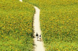 中医治疗肝病的方法 肝病潜行危害大