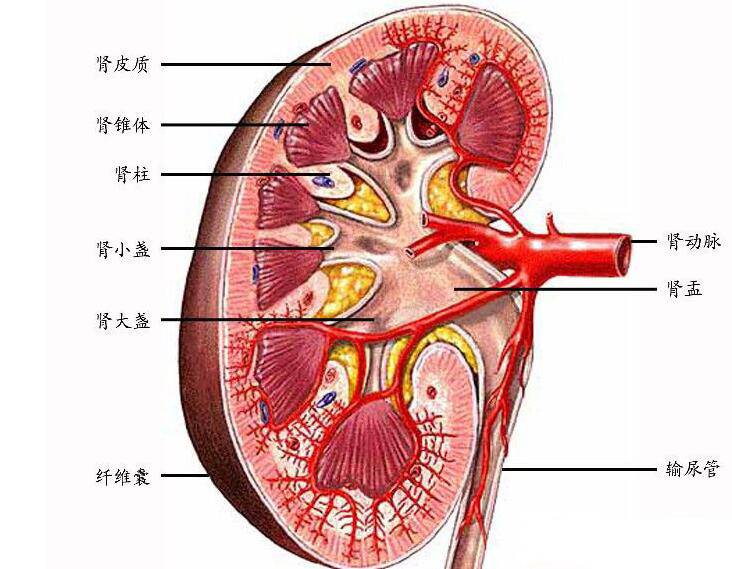 吃什么可以补肾 肾不好的症状表现