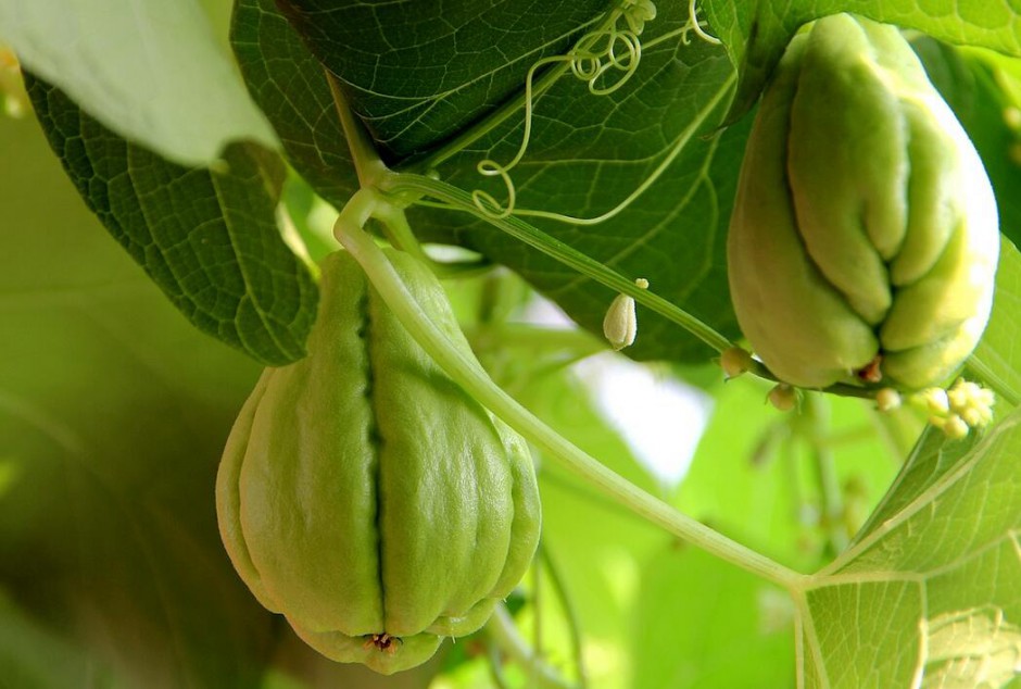 佛手瓜怎么吃最营养 揭佛手瓜的功效